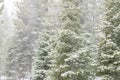 Snow storm in the forest Royalty Free Stock Photo