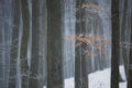 Snow storm in a forest in winter Royalty Free Stock Photo