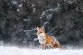 Snow storm with fox. Animal on the winter forest meadow, with white snow. Red Fox hunting, Vulpes vulpes, wildlife scene from