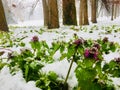 Snow, strong, plant, tenacious, green, white, vitality, small flowers. Royalty Free Stock Photo