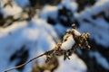 Snow caught on the dried buds of a plant