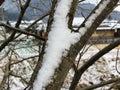 Snow on tree branches in Southern Japan
