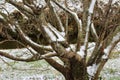 Snow on tree branches in Southern Japan Royalty Free Stock Photo