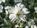 Snow-in-Summer, Cerastium tomentosum in bloom, white flowers background. small white flowers Royalty Free Stock Photo