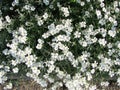 Snow-in-Summer, Cerastium tomentosum in bloom, white flowers background. small white flowers Royalty Free Stock Photo