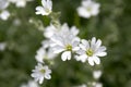 Snow-in-Summer, Cerastium tomentosum in bloom, white flowers background Royalty Free Stock Photo