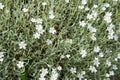 Snow-in-Summer (Cerastium tomentosum) Royalty Free Stock Photo