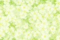 Snow-in-Summer Cerastium tomentosum Royalty Free Stock Photo