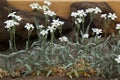 Snow-in-summer (Cerastium tomentosum). Royalty Free Stock Photo