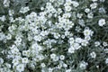 Snow-in-summer (Cerastium tomentosum). Royalty Free Stock Photo