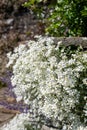 Snow in summer (cerastium tomentosum) flowers Royalty Free Stock Photo