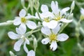 Snow-in-Summer, Cerastium tomentosum white flowers close up in garden, pretty small spring and summer flowers Royalty Free Stock Photo