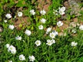 Snow In Summer (Cerastium tomentosum Royalty Free Stock Photo