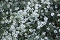 Snow-in-summer (Cerastium tomentosum). Royalty Free Stock Photo