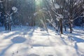 The snow and sunshine in the winter forest Royalty Free Stock Photo