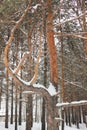 Snow-swept branches