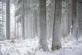 Winteer landscape _ Snow-swept forest