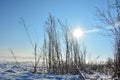 Snow, tall grass, sun, blue sky amd fog Royalty Free Stock Photo