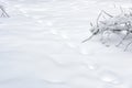 Snow texture background. Plain snowy landscape in forest. Smooth footprints on fresh snow cover after snowfall Royalty Free Stock Photo