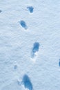 Snow texture with foot prints Royalty Free Stock Photo
