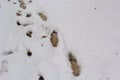 Snow texture with foot prints on snow covered ground Royalty Free Stock Photo