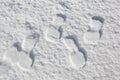 Snow texture with foot prints Royalty Free Stock Photo