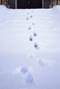 Snow texture with foot prints on winter time Royalty Free Stock Photo