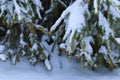 Snow on thegreen branches, Christmas mood
