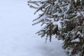 Snow on thegreen branches, Christmas mood