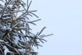 Snow on thegreen branches, Christmas mood