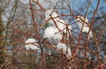 Snow in the thorny twigs