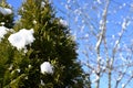 Snow thuja in sunny weather