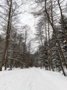 Snow time sky cloud walk tree happiness walk new energy