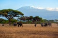 Snow on top of Mount Kilimanjaro in Amboseli Royalty Free Stock Photo