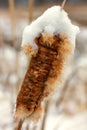 Snow Topped Cattail