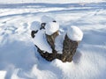 Snow topped cut tree stumps. Sunny frosty day. Winter nature landscape Royalty Free Stock Photo