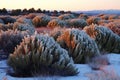 snow-topped juniper bushes under the mellow dawn light