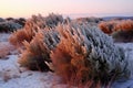 snow-topped juniper bushes under the mellow dawn light