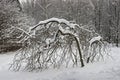 Snow tree. Royalty Free Stock Photo