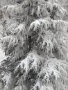 Snow tree