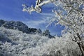 Snow tree on blue sky Royalty Free Stock Photo