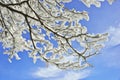 Snow tree on blue sky Royalty Free Stock Photo