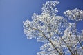 Snow tree on blue sky Royalty Free Stock Photo
