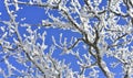 Snow tree on blue sky Royalty Free Stock Photo