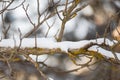 Snow tree branch in winter. Close up Royalty Free Stock Photo