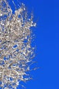 Snow on tree branches against blue sky background Royalty Free Stock Photo