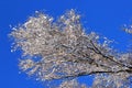 Snow on tree branches against blue sky background Royalty Free Stock Photo