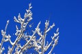 Snow on tree branches against blue sky background Royalty Free Stock Photo