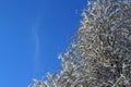 Snow on tree branches against blue sky background Royalty Free Stock Photo