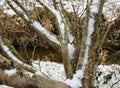 Snow on tree branches in Southern Japan